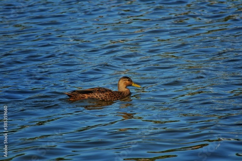 Ave acuática color café nadando en el lago