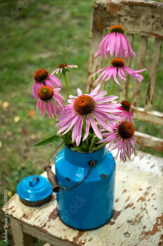 Fresh echinacea flowers in a blue vintage can, outdoors