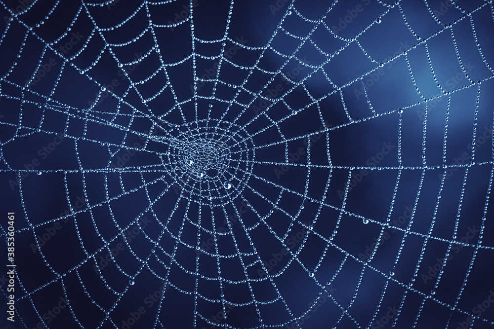 Fototapeta premium Photo of Cobweb with Water Droplets in Nature. Natural Darkblue Background with Pure Transparent Dew Drops on Spiderweb.