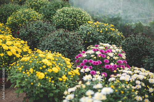 chrysanths inside of a greenhouse