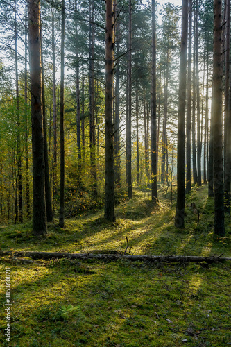 Sunny morning in a pine forest. © zoya54