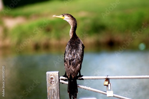Ave acuática descansando en una baranda
