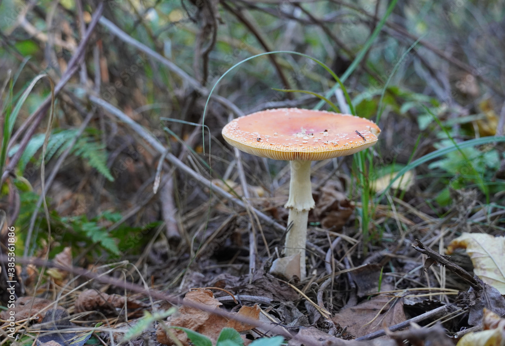 Fly agaric in forest, front view, selective focus, blurred background Fly agaric in forest, front view, selective focus, blurred background