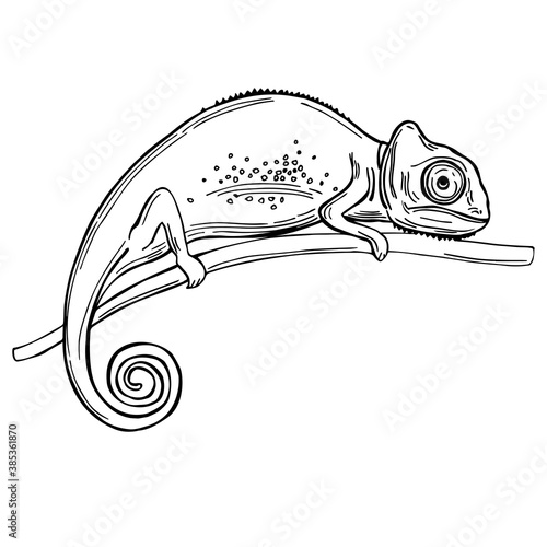 Chameleon. Vector illustration.