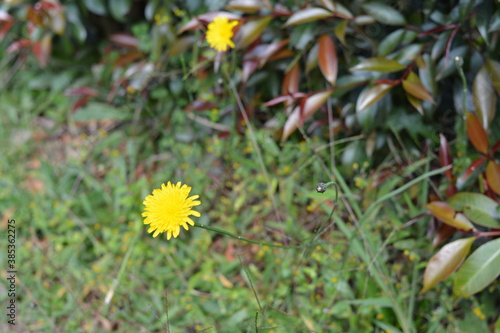 flower, dandelion, nature, yellow, spring, grass, green, plant, summer, flowers, meadow, beauty, flora, garden, blossom, field, bloom, macro, daisy, floral, weed, close-up, blooming, beautiful, petals