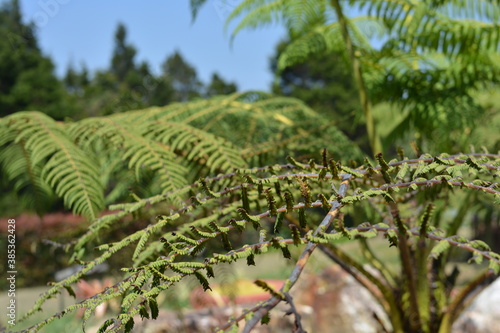 tree, green, nature, branch, leaf, plant, fern, forest, fir, leaves, pine, christmas, spruce, palm, flora, tropical, sky, summer, foliage, evergreen, needle, closeup, branches, garden, conifer