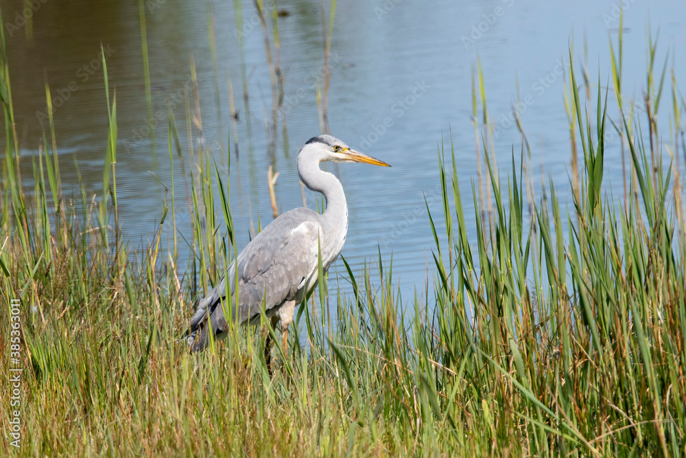 Grey Heron in the Weerribben the Netherlands. Grey Heron in the Weerribben the Netherlands.