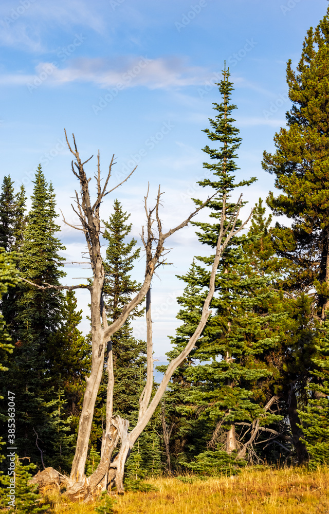 Portrait of dead tree among forest