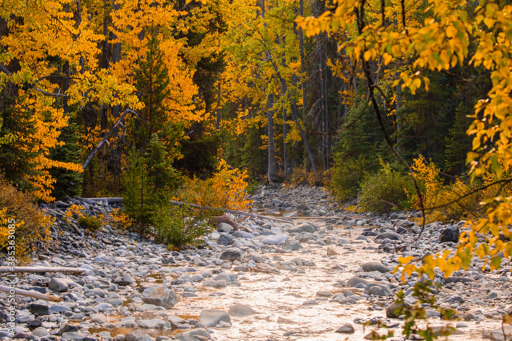 Beautiful yellow trees surrounds river