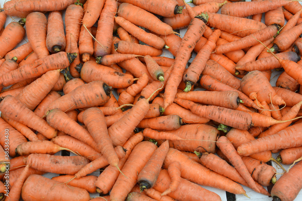 In the pile is a peeled carrot crop In the pile is a peeled carrot crop
