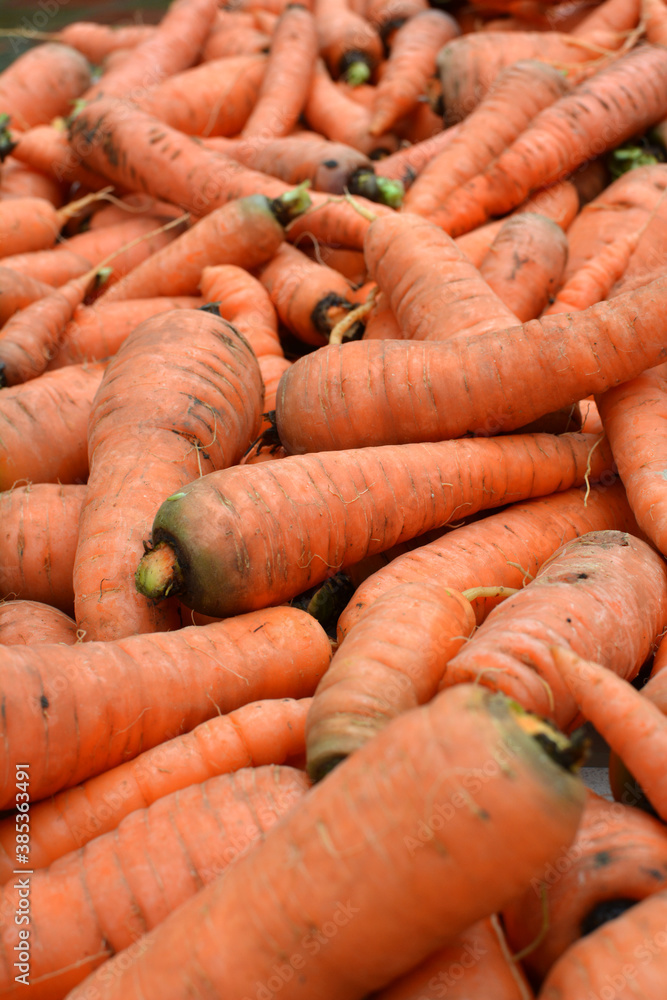 In the pile is a peeled carrot crop In the pile is a peeled carrot crop