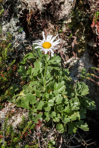 Arctic Daisy (Chrysanthemum arcticum) at Chowiet Island, Semidi Islands, Alaska, USA photo