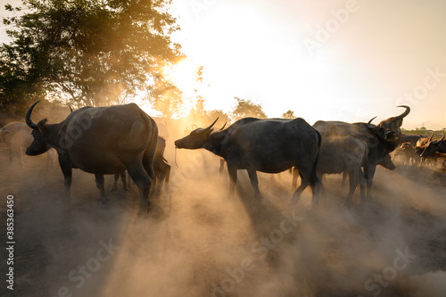 Portrait of silhouette Thai buffalo on mud field in evening