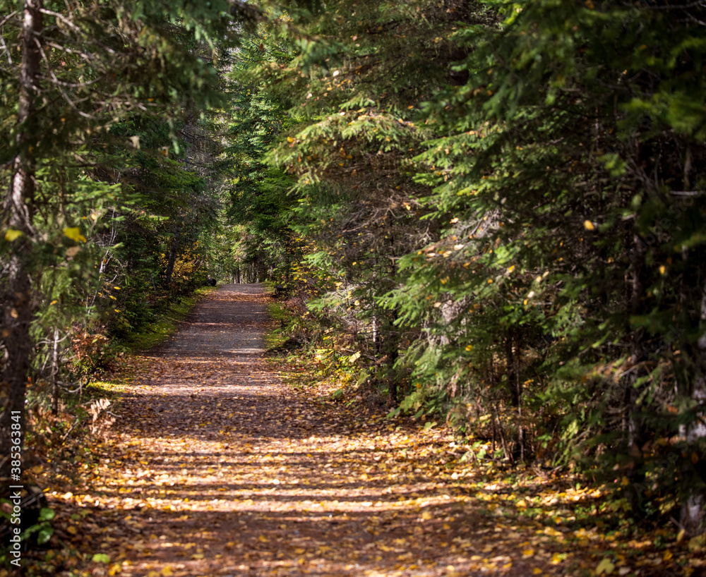 Autumn colors, fallen leaves along trail