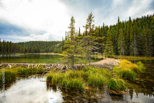 Beaver dam holding back water on Horseshoe Lake, Denali National Park, Alaska