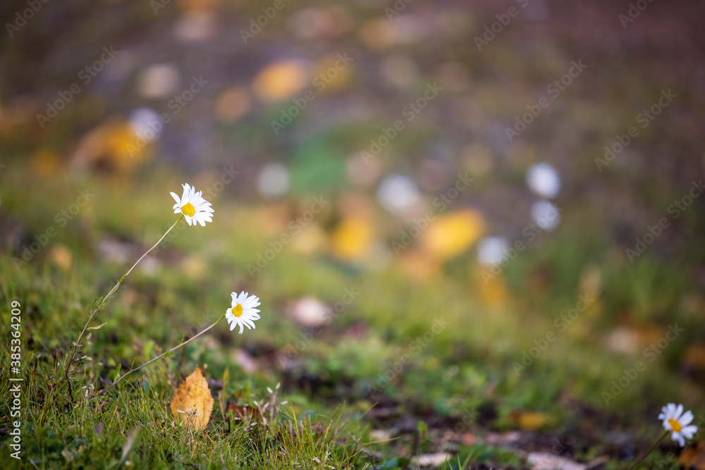 Field daisy flowers (Leucanthemum vulgare) in open field