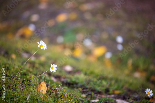 Obraz na płótnie Field daisy flowers (Leucanthemum vulgare) in open field w salonie