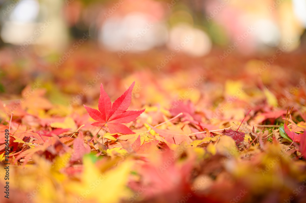 Falling Autumn leaves on ground with beautiful bokeh in background