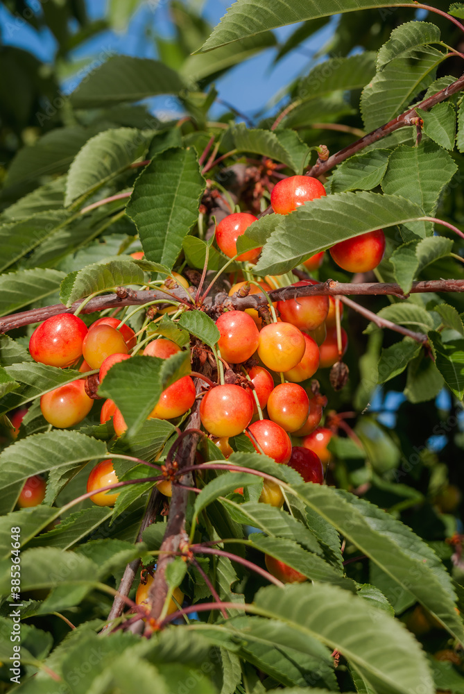 Sweet Cherry (Prunus avium) in orchard, Central Russia