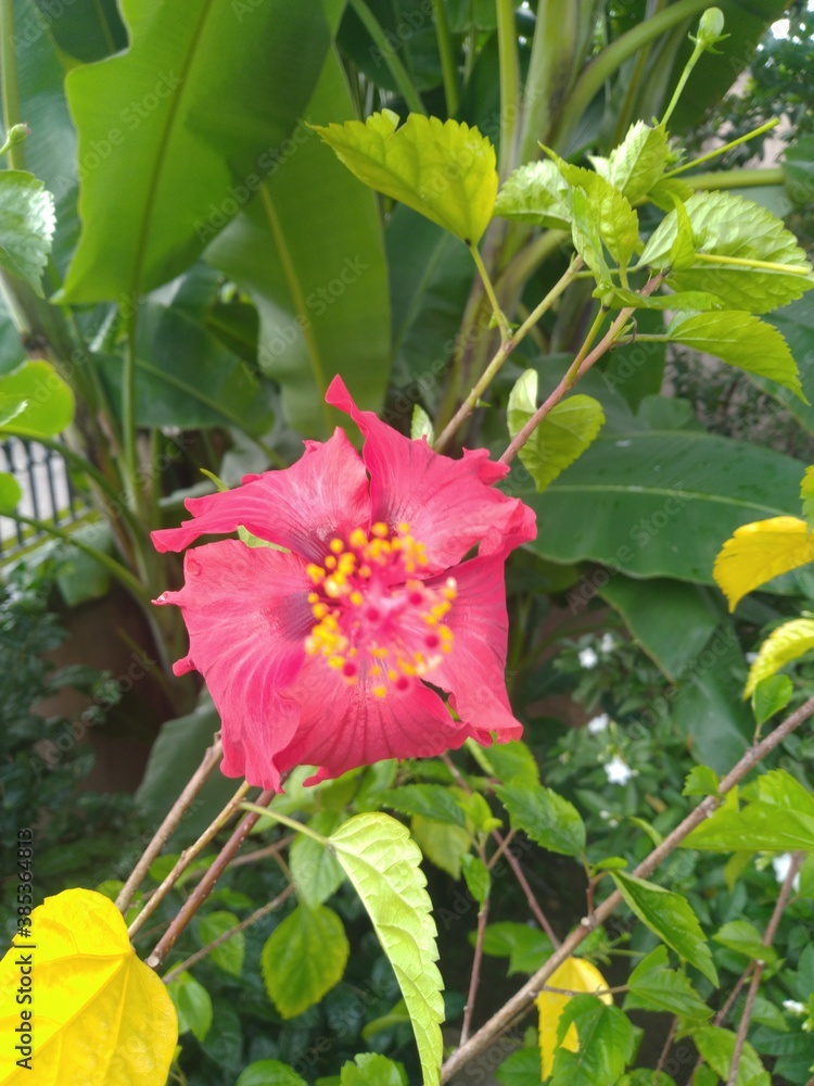 Obraz premium Red China Rose Flower