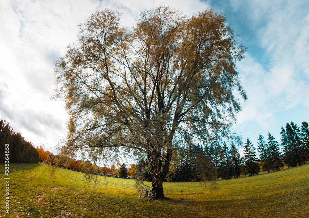 Obraz premium landscape with tree