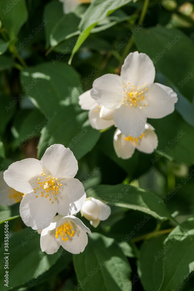 Fototapeta premium Sweet Mock-orange (Philadelphus coronarius) in park