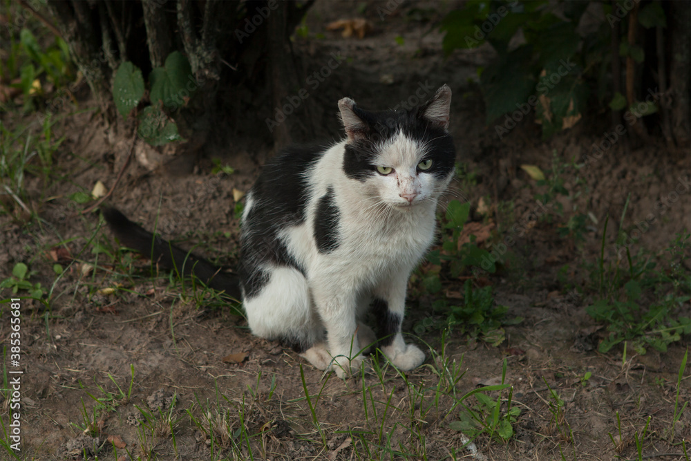 A dirty homeless skinned garbage black and white cat sits in the grass on the street in summer.