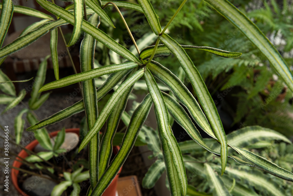 Exotic ferns. Closeup view of a Pteris cretica Albolineata, also known as White Striped Cretan Brake, beautiful fronds and leaves foliage, growing in a pot in the urban garden. Exotic ferns. Closeup view of a Pteris cretica Albolineata, also known as White Striped Cretan Brake, beautiful fronds and leaves foliage, growing in a pot in the urban garden.