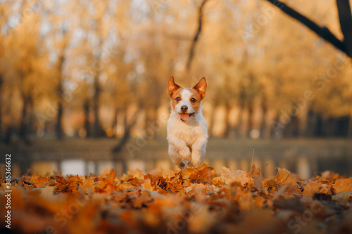 dog in autumn park. Jack Russell Terrier in yellow leaves