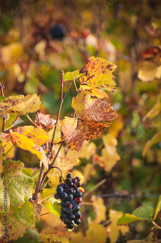 grappes de raisin de Bourgogne, pendant les vendanges en automne