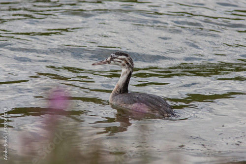 The chick of great crested grebe on the lake