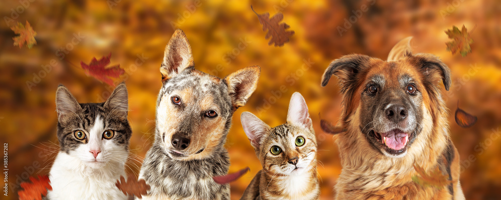 Autumn Dog and Cat Scene Web Banner - obrazy, fototapety, plakaty 