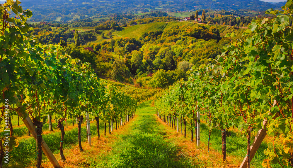 Vineyards along South Styrian Wine Road, a charming region on the border between Austria and Slovenia with green rolling hills, vineyards, picturesque villages and wine taverns