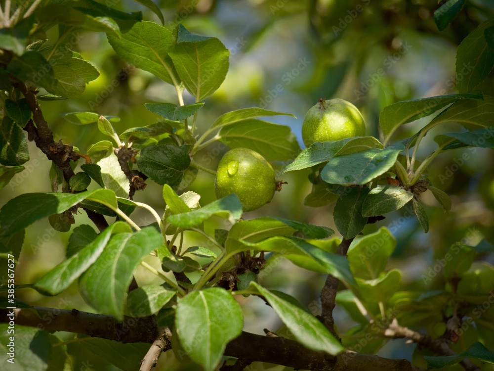 Unripe fruits of apples