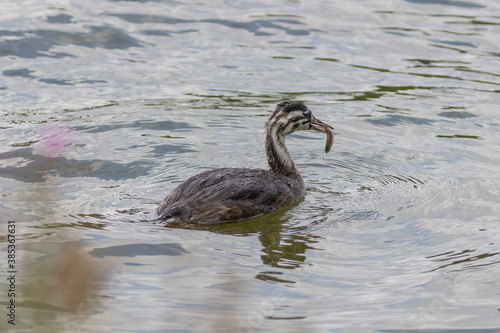 The chick of great crested grebe on the lake