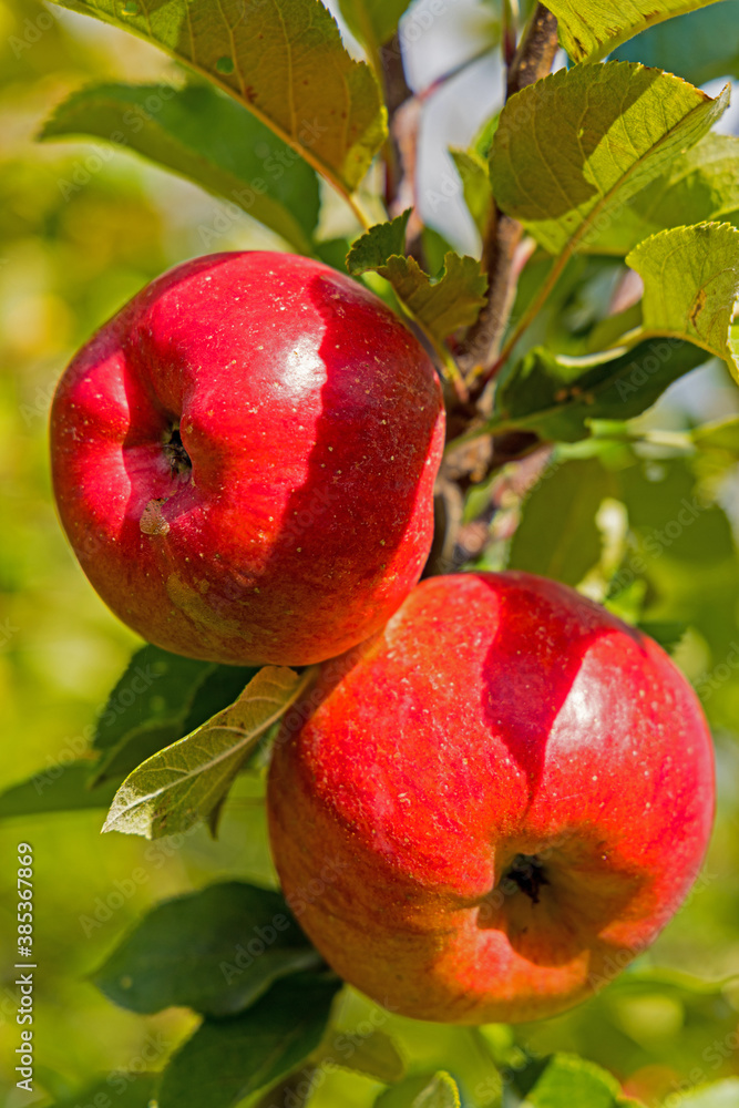 two topaz apples at an appletree two topaz apples at an appletree