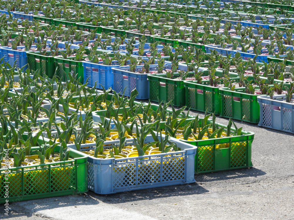 Fototapeta premium チューリップの苗