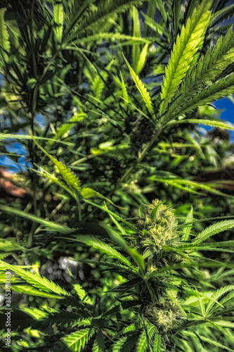 chanvre  cannabis  marijuana  