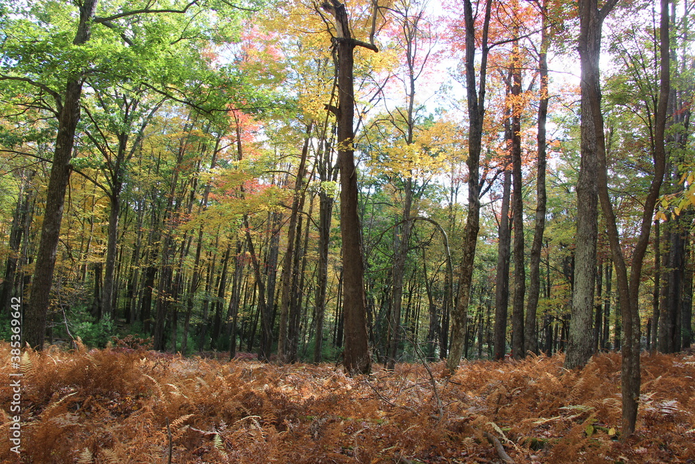 Obraz premium fall foliage in the wilderness of the Pennsylvania