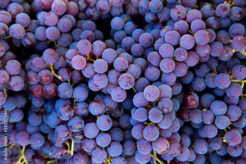 Grape harvest in the vineyard. Close-up of red and black clusters of Pinot Noir grapes collected in boxes and ready for wine production.