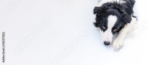 Fototapeta Naklejka Na Ścianę i Meble -  Funny studio portrait of cute smiling puppy dog border collie isolated on white background. New lovely member of family little dog gazing and waiting for reward Funny pets animals life concept Banner