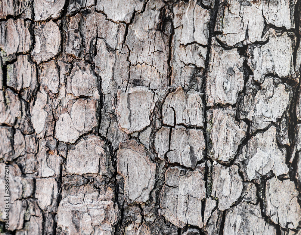 Background texture of tree bark. Skin the bark of a tree that traces cracking. Seamless tree bark background. Brown tileable texture of the old tree. Background texture of tree bark. Skin the bark of a tree that traces cracking. Seamless tree bark background. Brown tileable texture of the old tree.