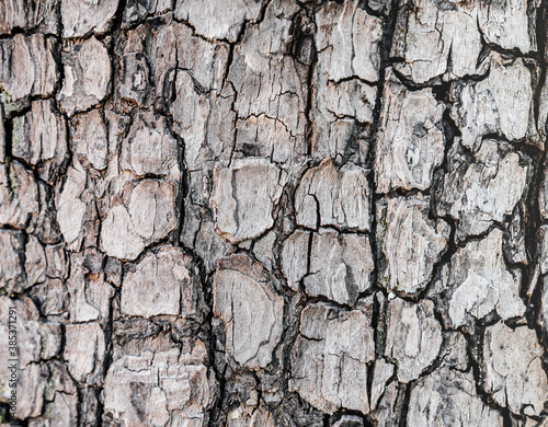 Background texture of tree bark. Skin the bark of a tree that traces cracking. Seamless tree bark background. Brown tileable texture of the old tree.