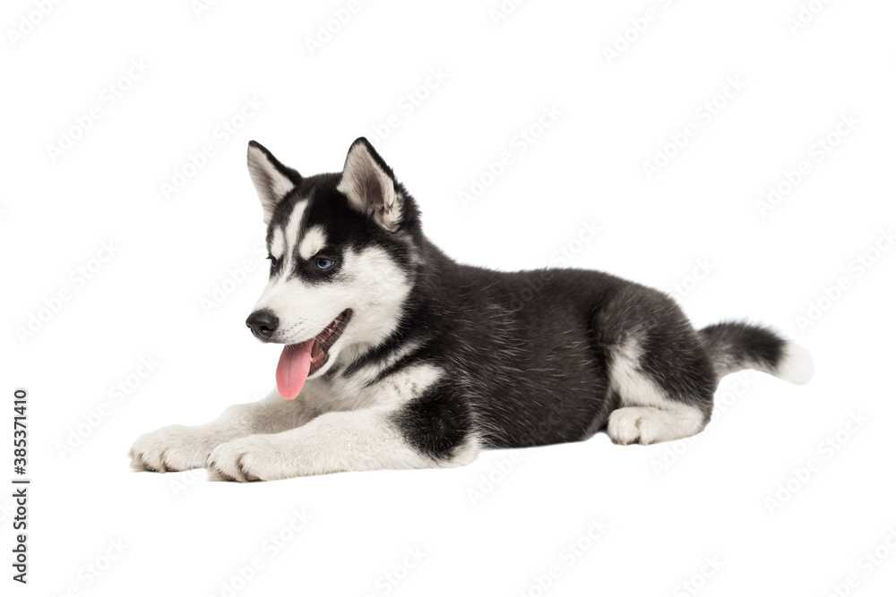 Siberian Husky puppy, 3 months old, lying in front of white background. Siberian Husky isolated on white background