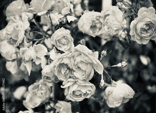 Leicht verwelkte Rosen in schwarz und weiß © darknightsky