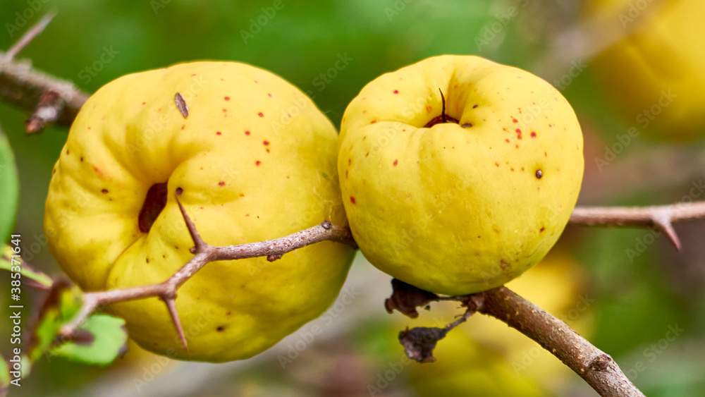 One yellow ripe quince on a branch with beautiful bokeh and with copy space. Selective focus. color nature. close up One yellow ripe quince on a branch with beautiful bokeh and with copy space. Selective focus. color nature. close up