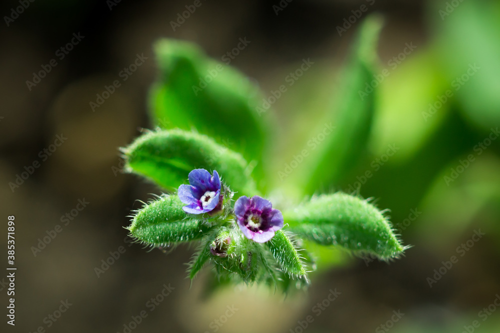 The german madwort (lat. Asperugo procumbens), of the family Boraginaceae. The german madwort (lat. Asperugo procumbens), of the family Boraginaceae.