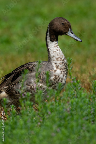 duck on the grass