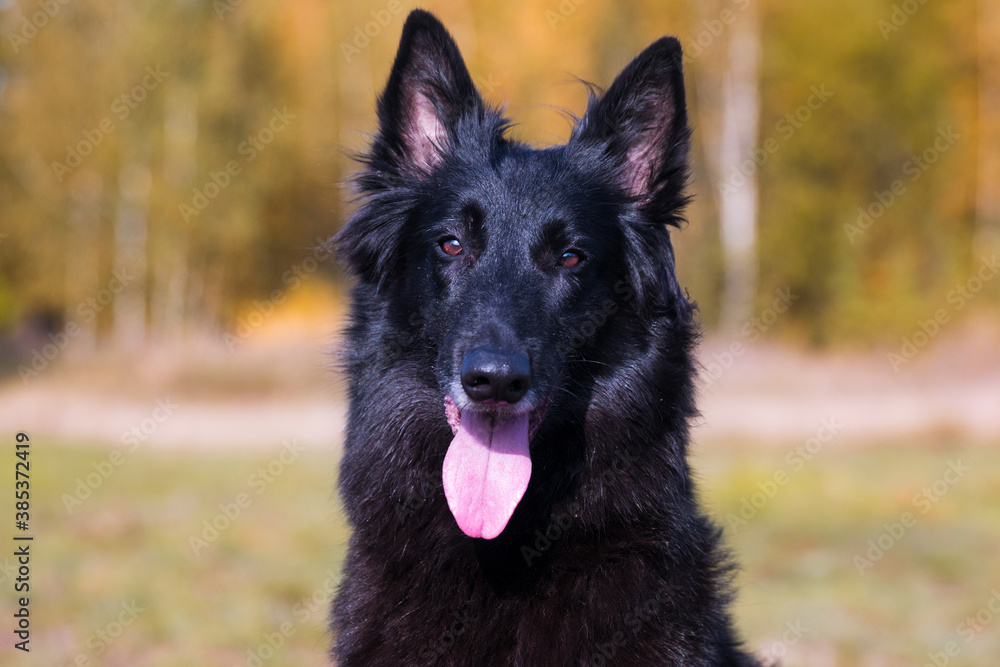 Autumn portrait of black groenendael dog with orange background. Working agility belgian shepherd groenendael portrait. Beautiful young, smiling and happy belgian sheepdog with autumn yellow leaves Autumn portrait of black groenendael dog with orange background. Working agility belgian shepherd groenendael portrait. Beautiful young, smiling and happy belgian sheepdog with autumn yellow leaves