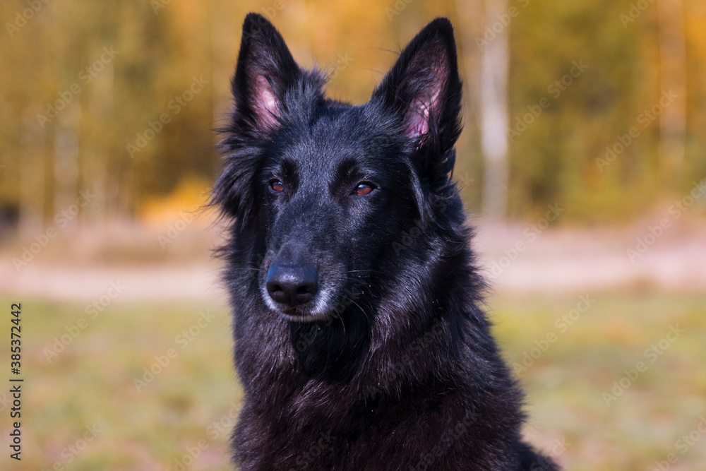 Autumn portrait of black groenendael dog with orange background. Working agility belgian shepherd groenendael portrait. Beautiful young, smiling and happy belgian sheepdog with autumn yellow leaves Autumn portrait of black groenendael dog with orange background. Working agility belgian shepherd groenendael portrait. Beautiful young, smiling and happy belgian sheepdog with autumn yellow leaves